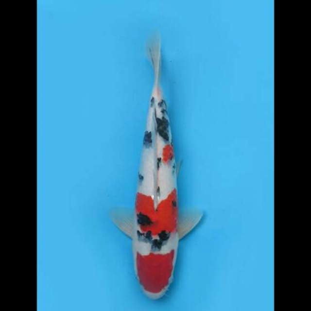 35cm Male - Good Body Sanke 