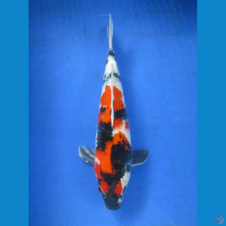 Showa 34 cm