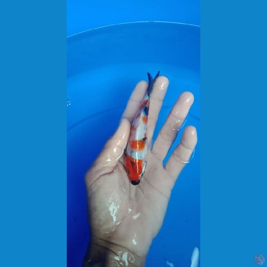 showa tategoi 13 cm
