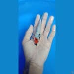 tancho showa tategoi 12 cm