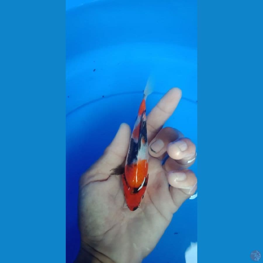showa 13 cm
