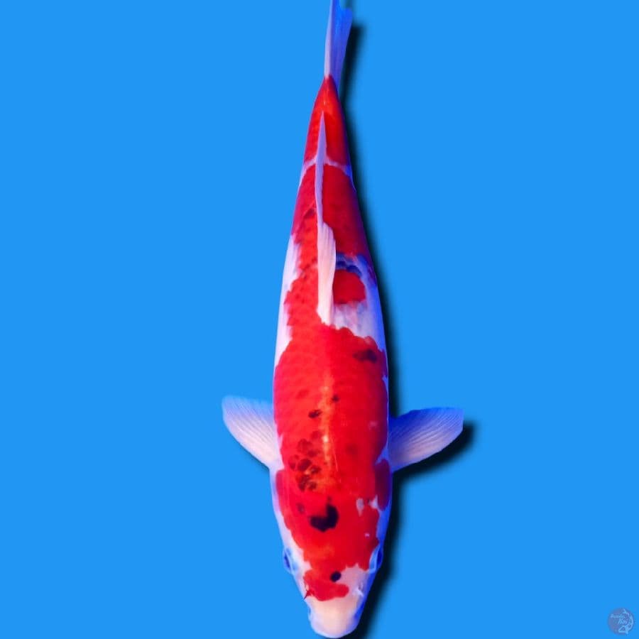EPICRARE ~ GHOSIKI M 36CM