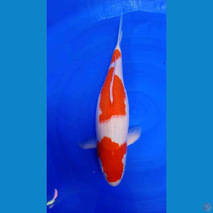 EPICRARE ~ RED KOHAKU F40cm