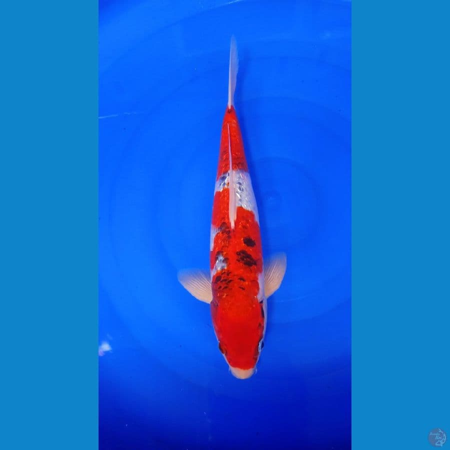 EPICRARE ~ RED GHOSIKI M36cm