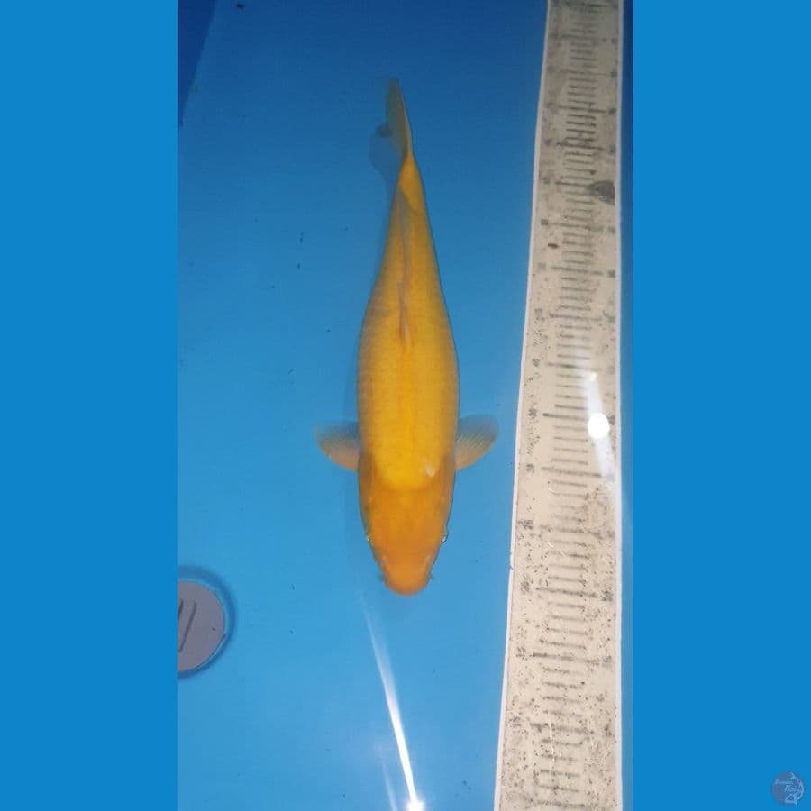 KARASI 49 CM 