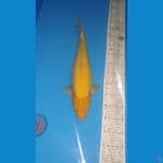 KARASI 49 CM 