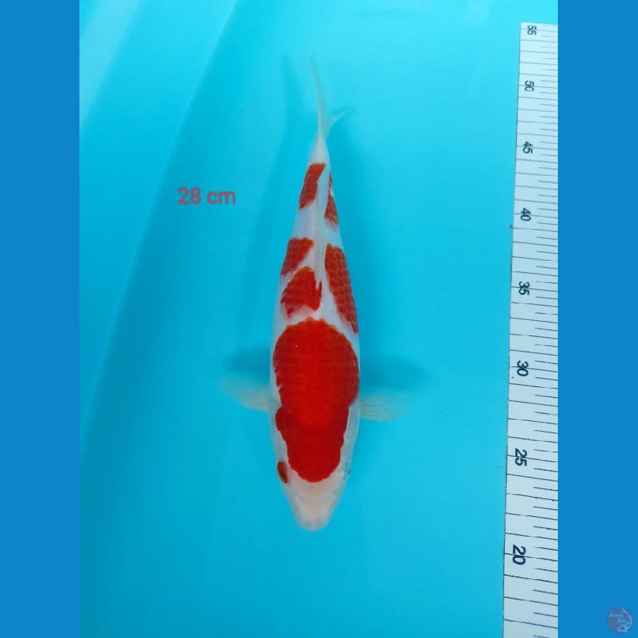 strong kohakhu 28 cm
