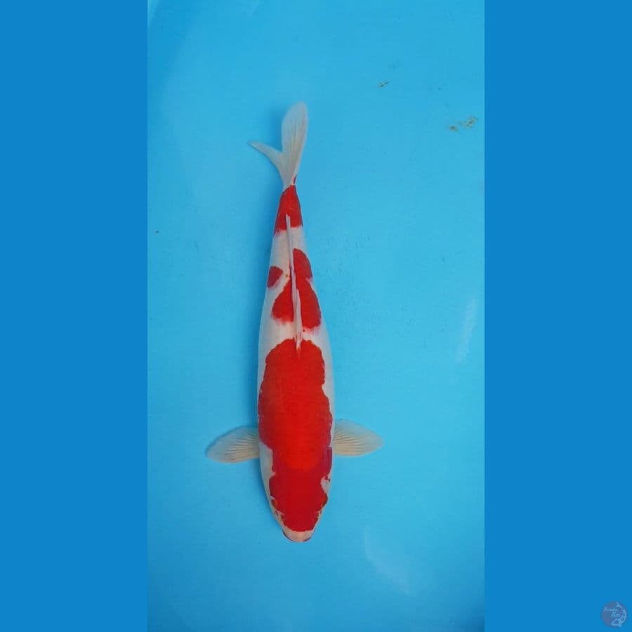 KOHAKU MERAH STRONG 41cm