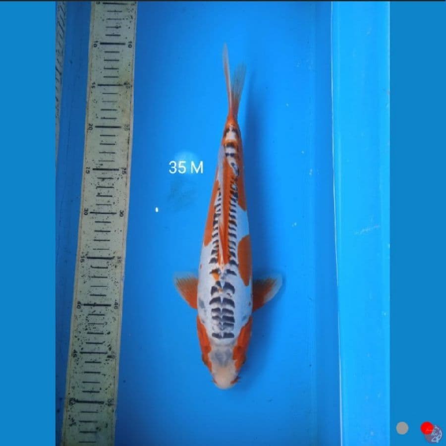 shusui 35cm