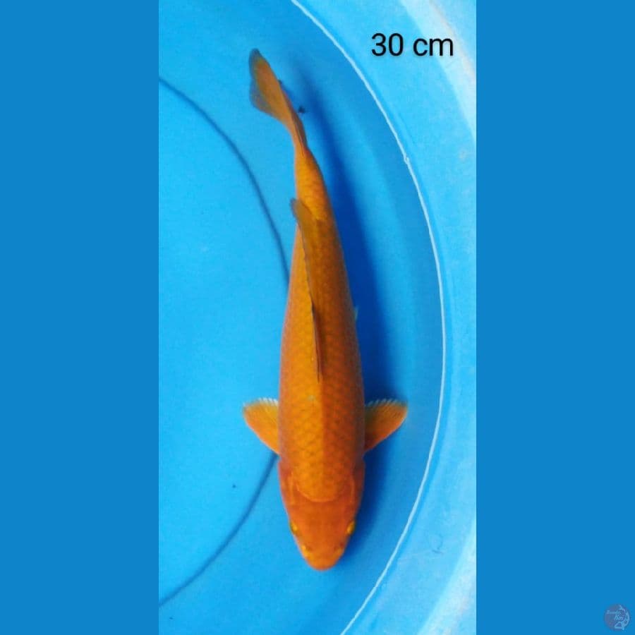 caramel corn male punuk 30 cm