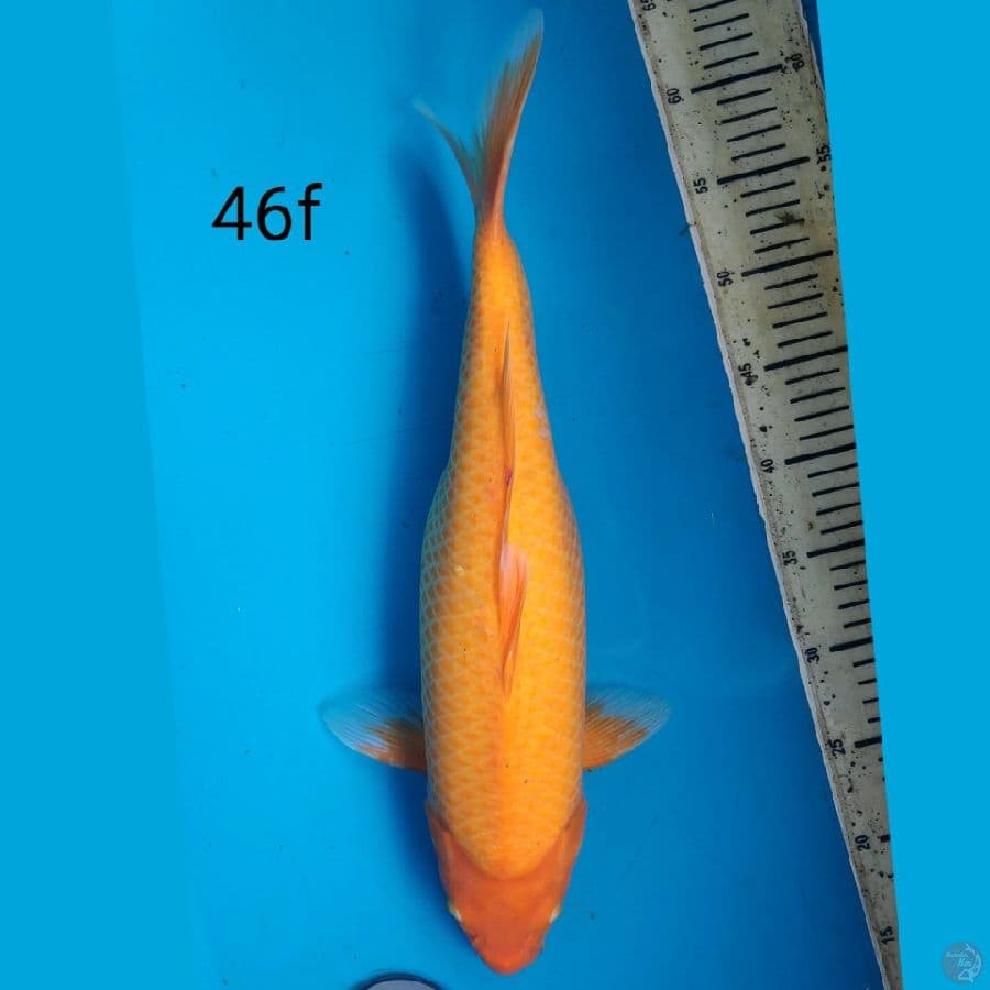 Karashi Manggo, 46cm female