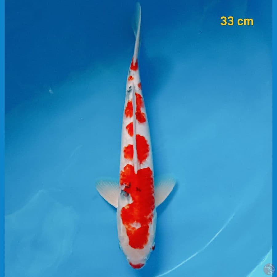 Sanke male 33 cm 