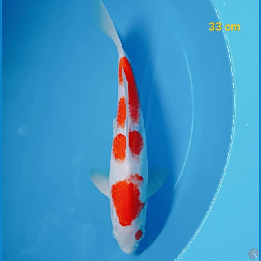 kohaku 33 cm
