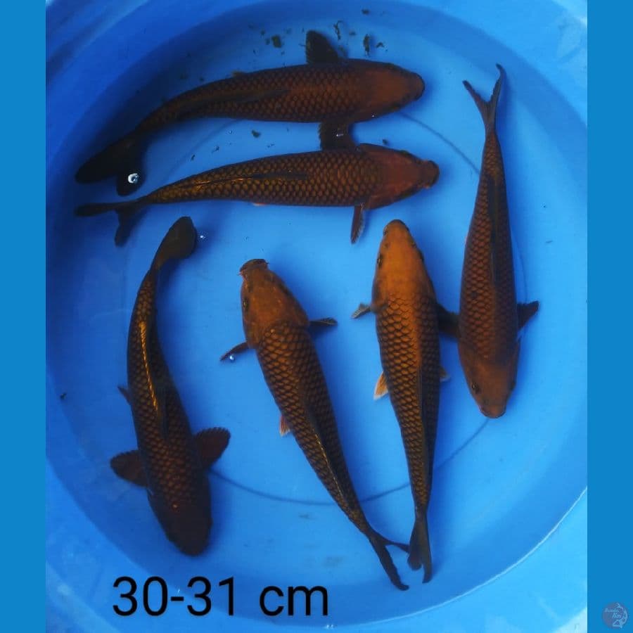 chagoi tembaga punuk ring rapi 30-31 cm
