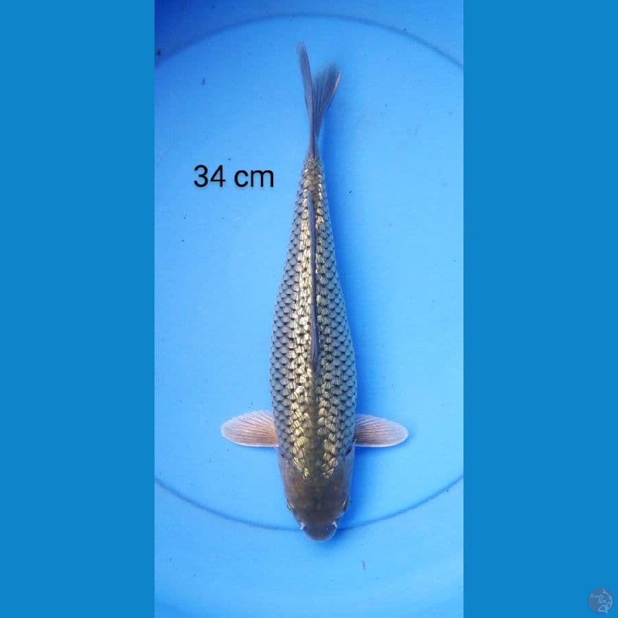 soragoi full ginrin punuk 34 cm