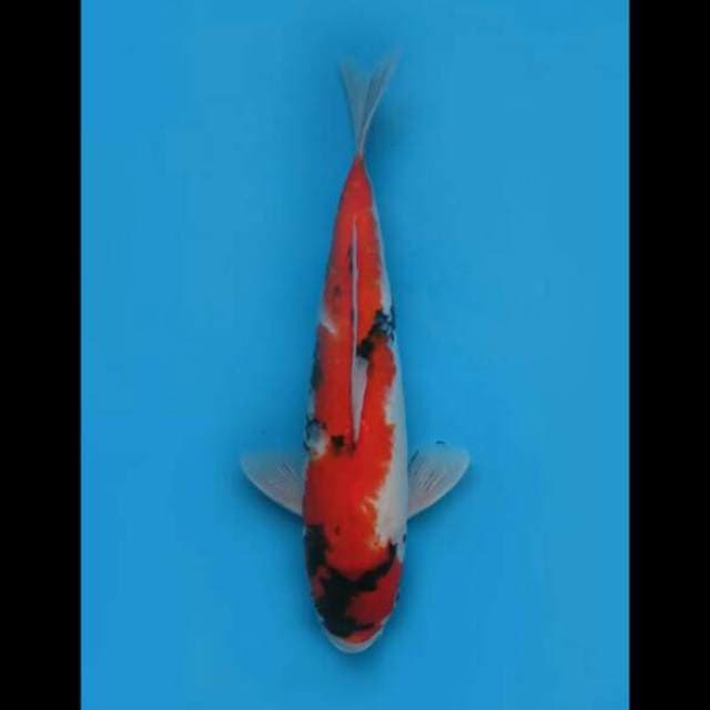 38cm Female - Jumbo Showa Sanshoku 