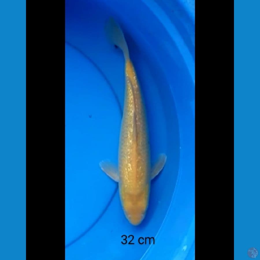 Karashi ginrin red eye 32 cm