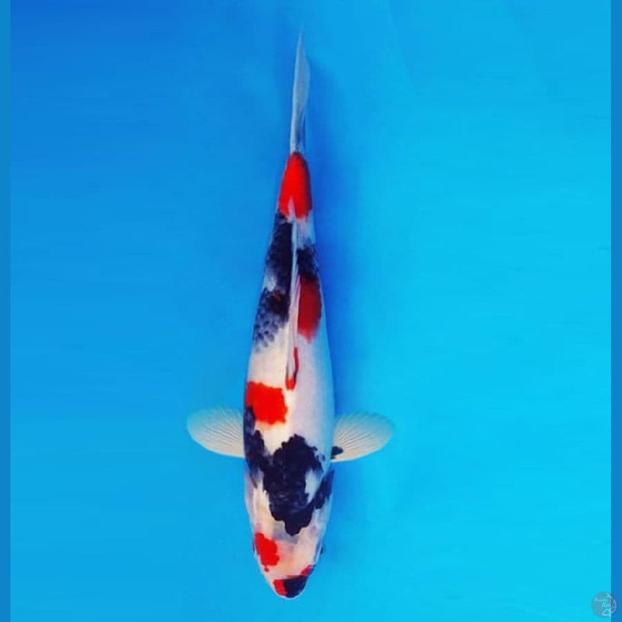 AKIRA 3 - Kindai Showa 28 cm/male ®