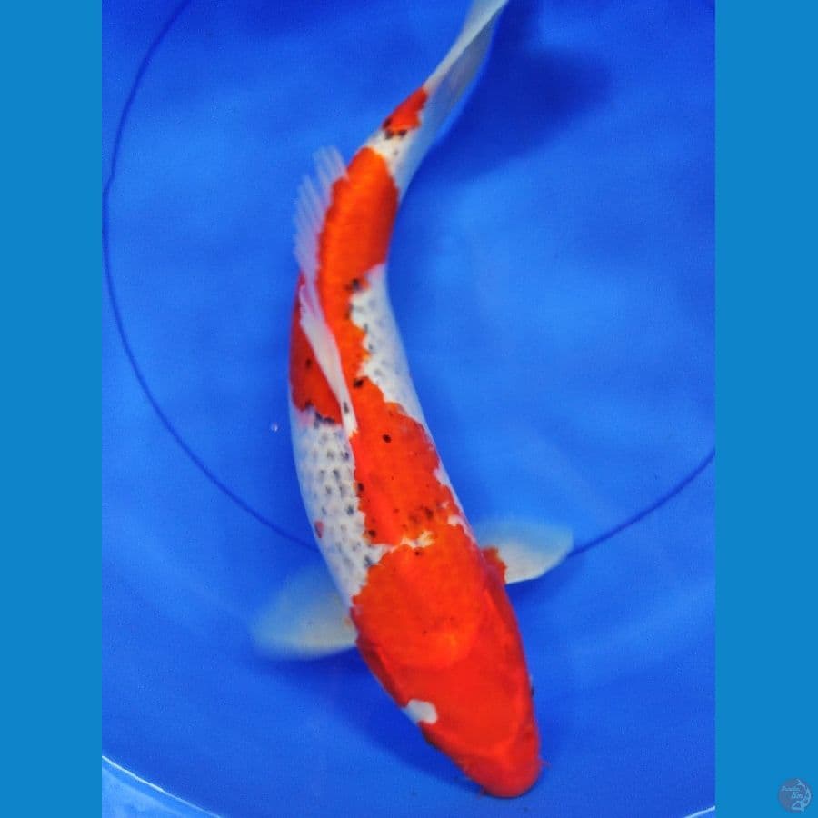 GOSHIKI 44 CM GRADE