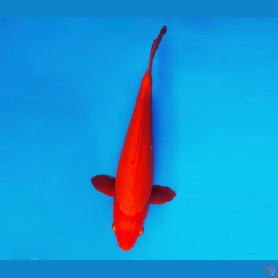 AKIRA 7 - Benigoi 35 cm/fm ®
