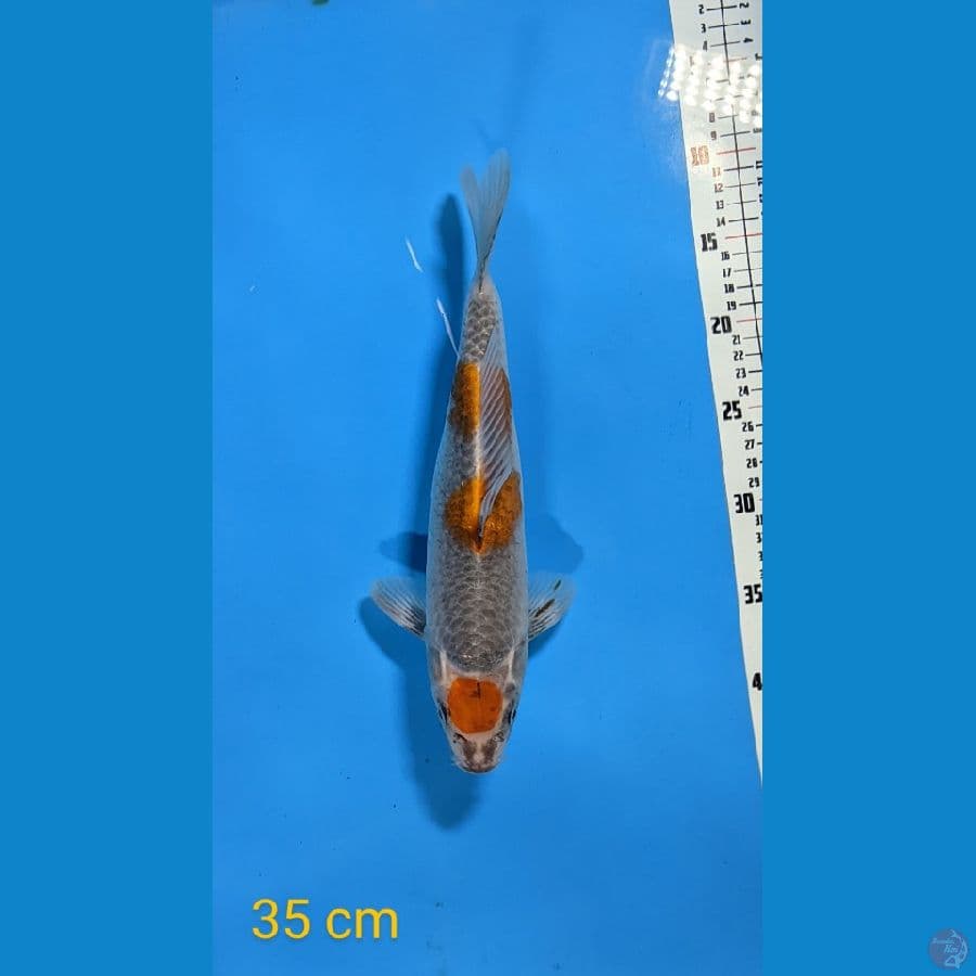 TANCO OCHIBA 35CM