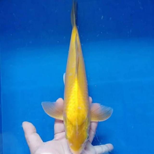 F1 karasi mata merah 33cm