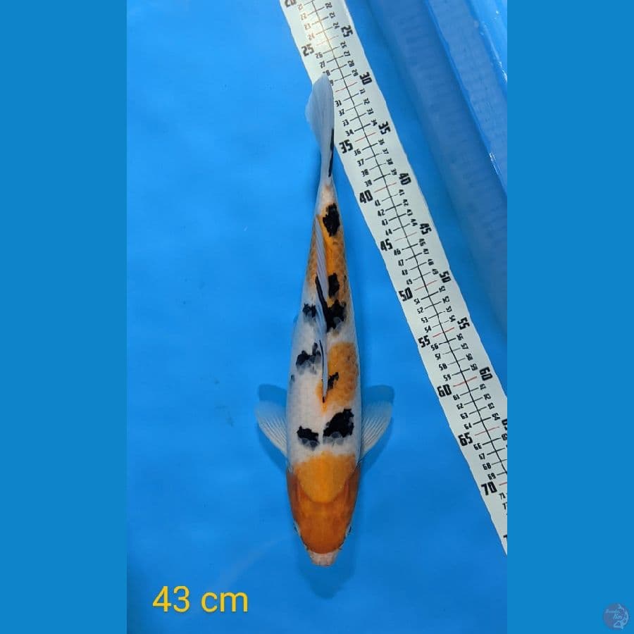 SANKE 43 CM FEMALE 