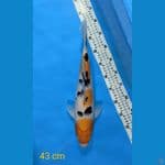 SANKE 43 CM FEMALE 