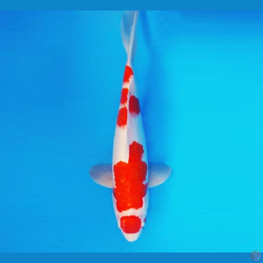 AKIRA 12 ~ Maruten Kohaku 35 cm/male ®