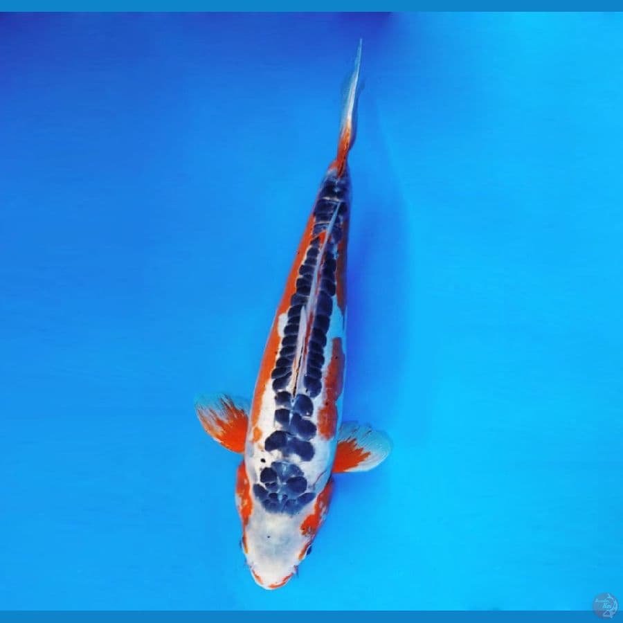 AKIRA 14 - Shusui 43 cm/fm ®