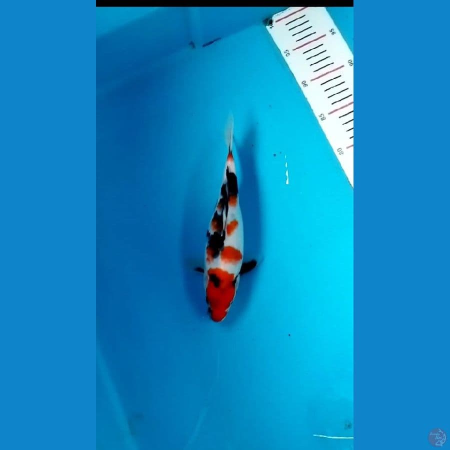 sanke 25cm