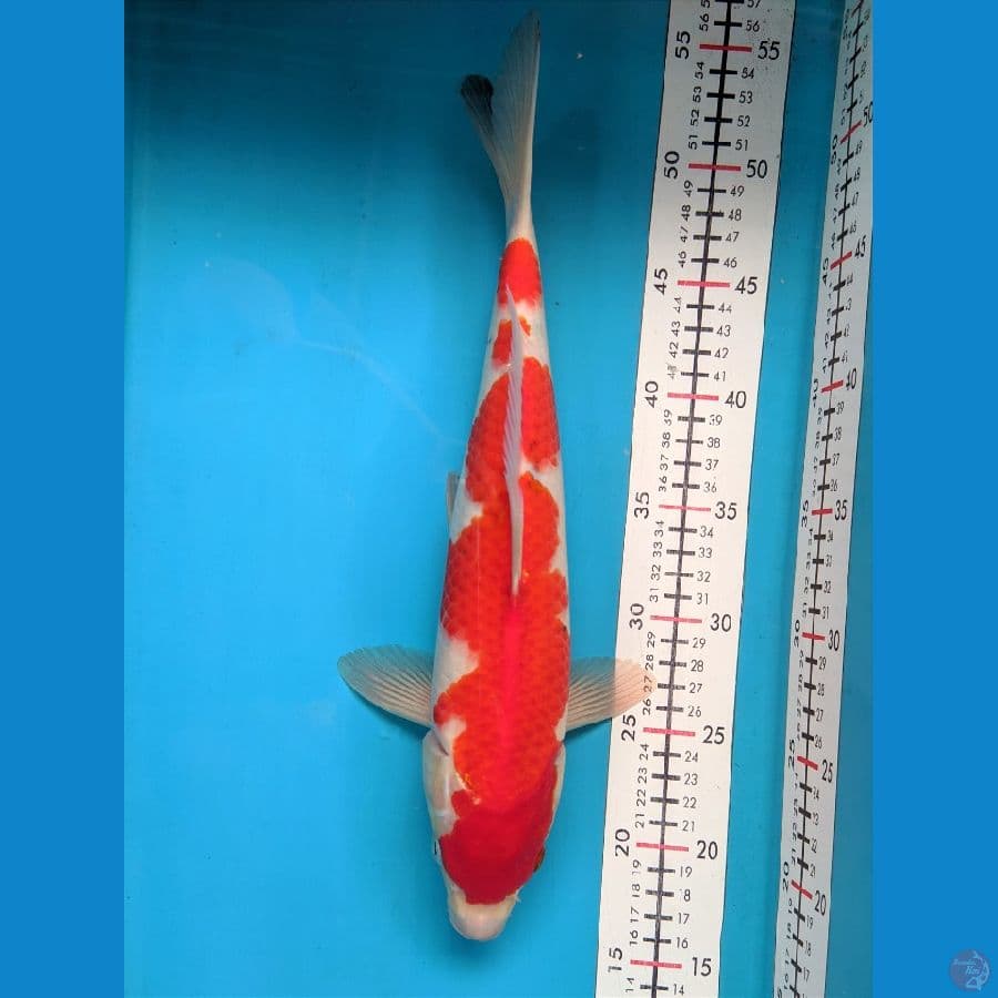 SANKE TATEGOI 36CM MALE