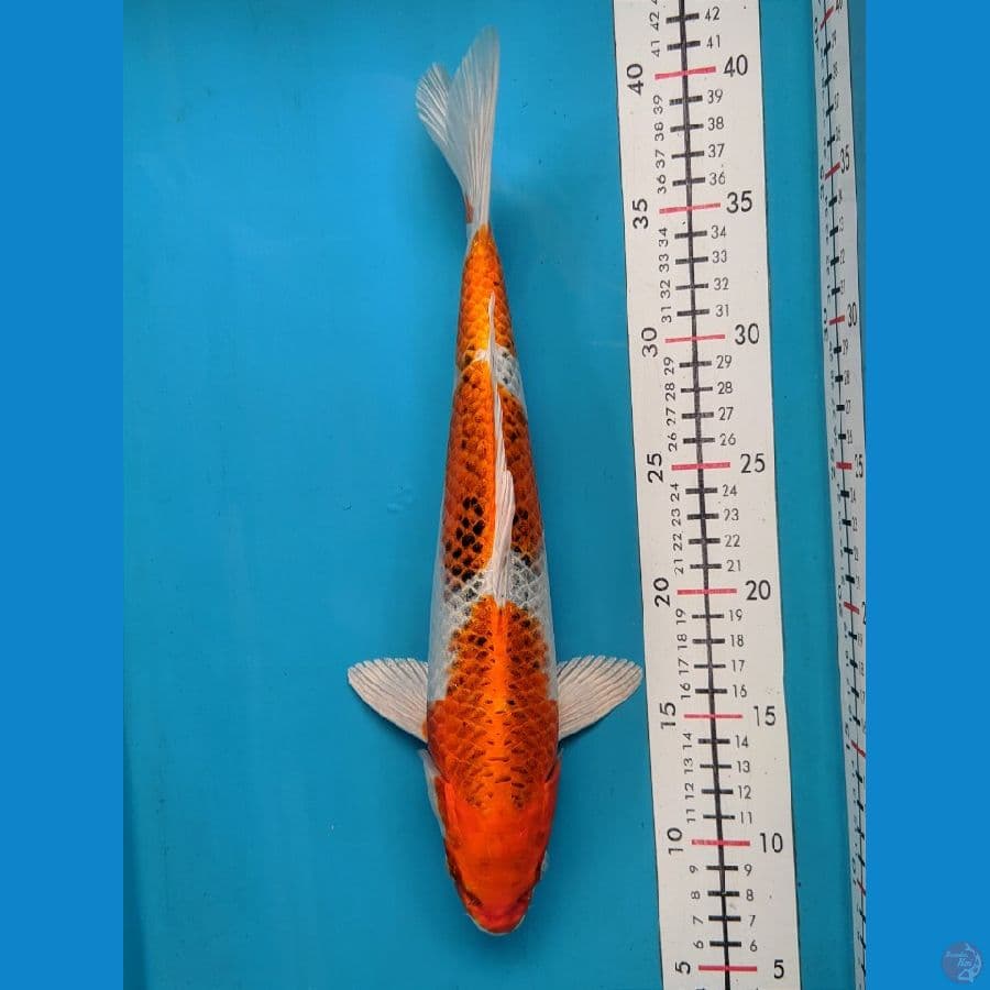 KUJAKU 33CM MALE