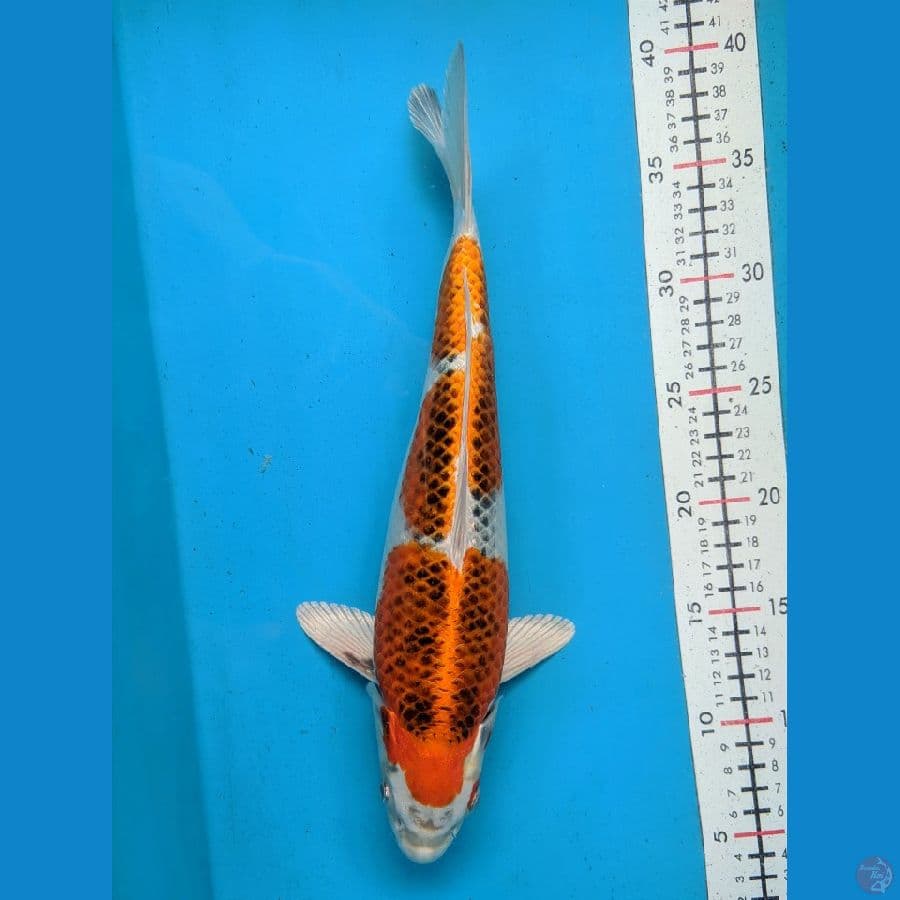 KUJAKU 33CM FEMALE