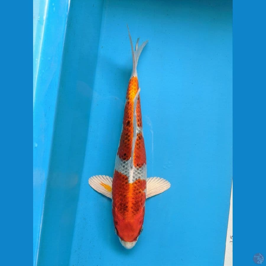 KUJAKU MALE 30CM