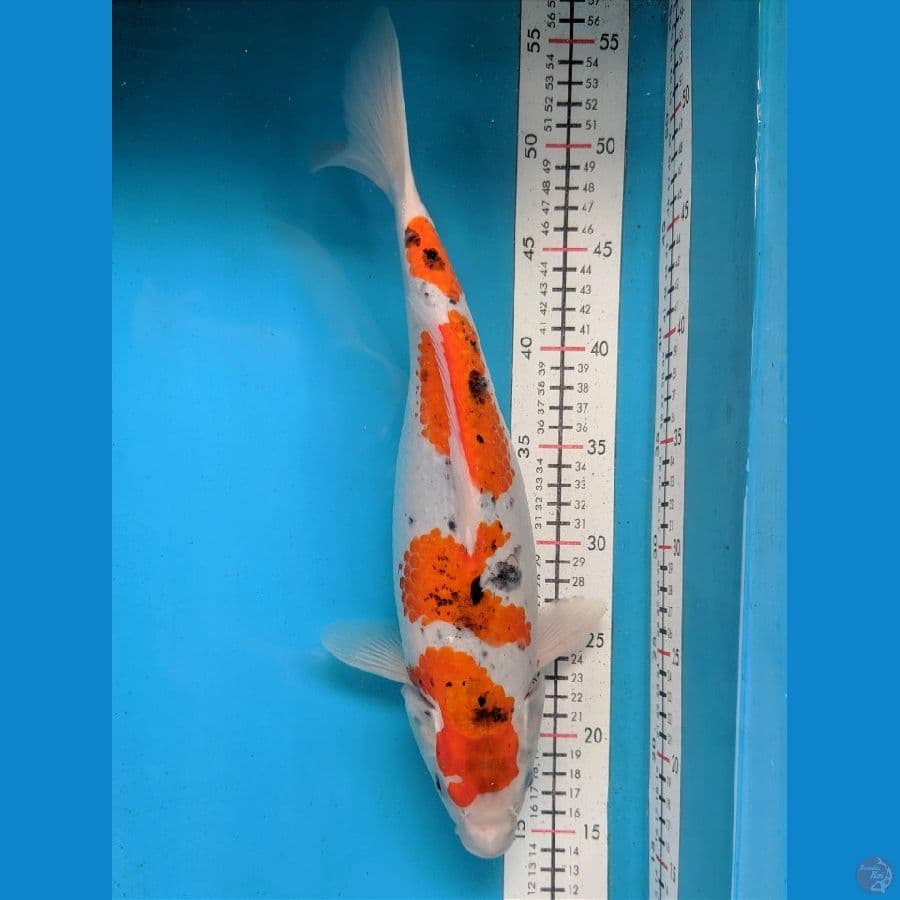 GOSHIKI 38CM FEMALE 