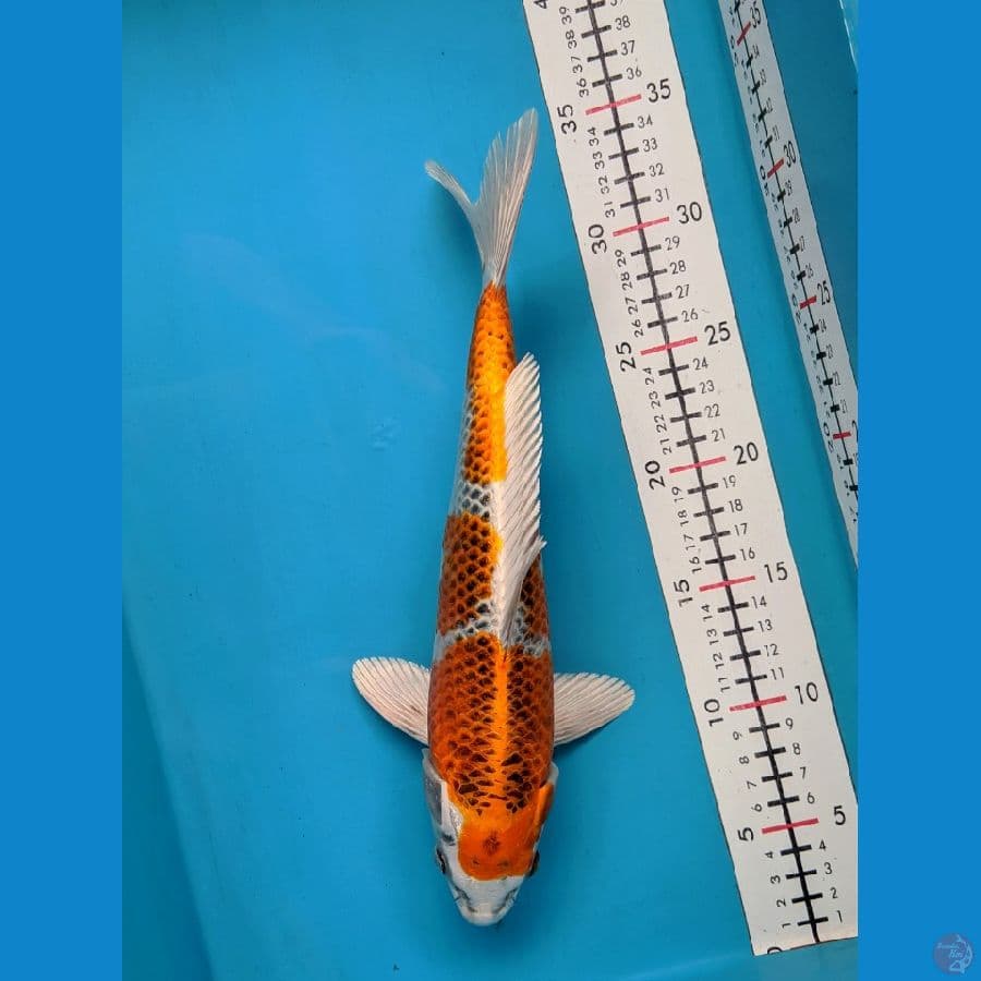 KUJAKU 30CM FEMALE