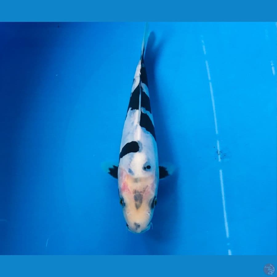 shiro doitsu kepala sedikit dekik 17cm