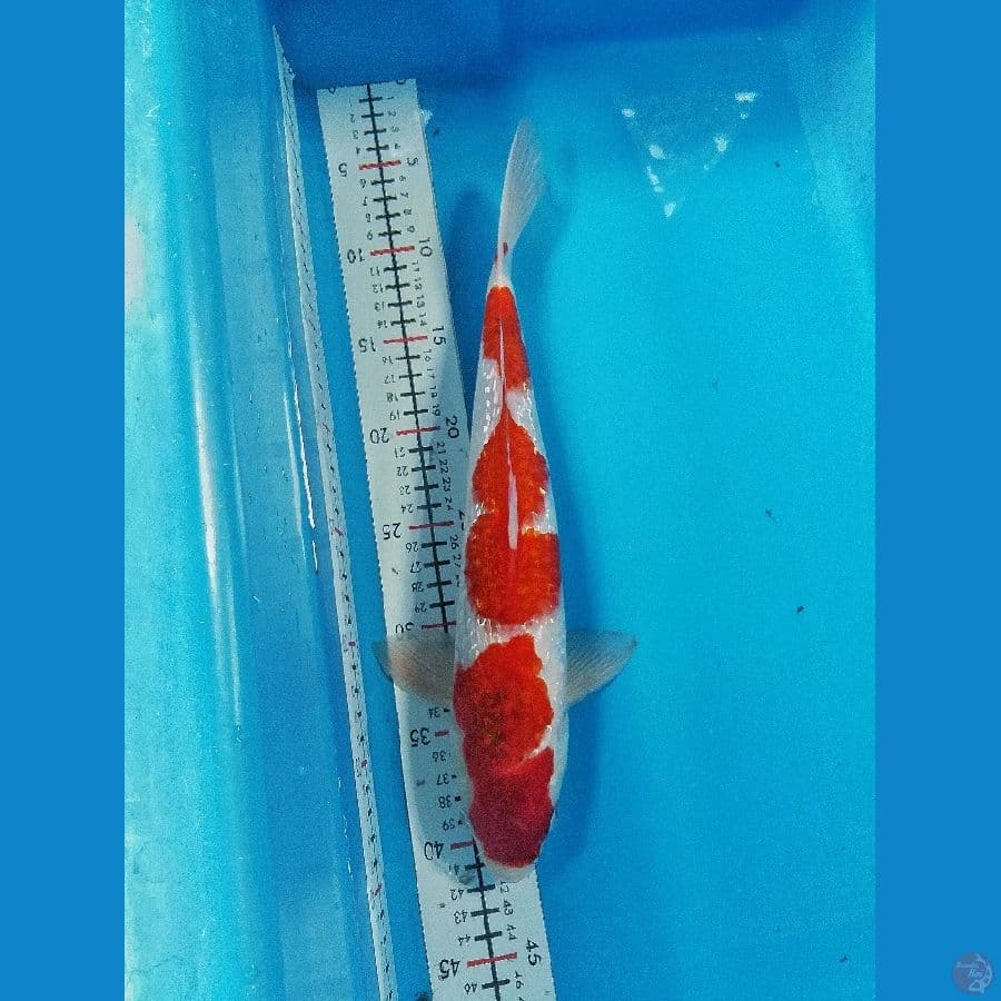 kohaku