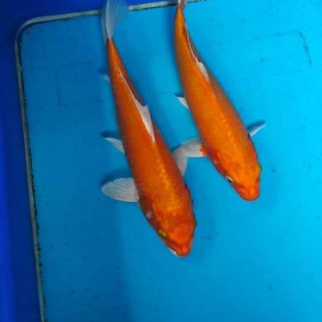 Duo ogon