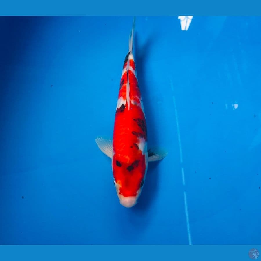 showa 21cm