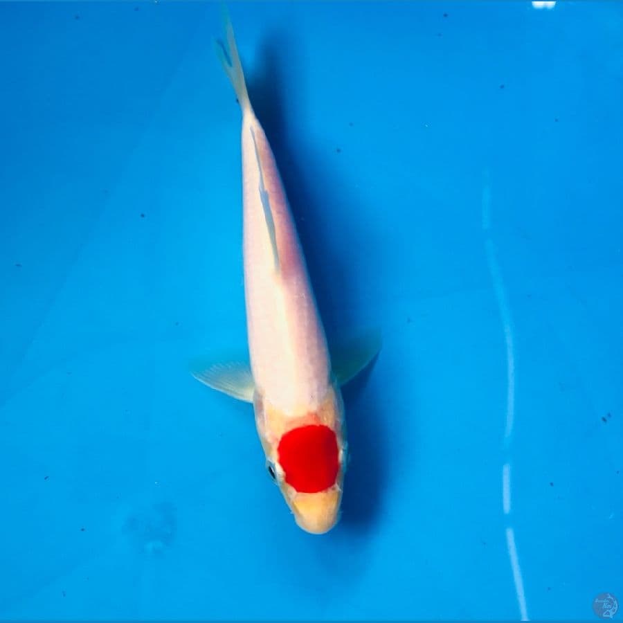 tancho kohaku 17cm