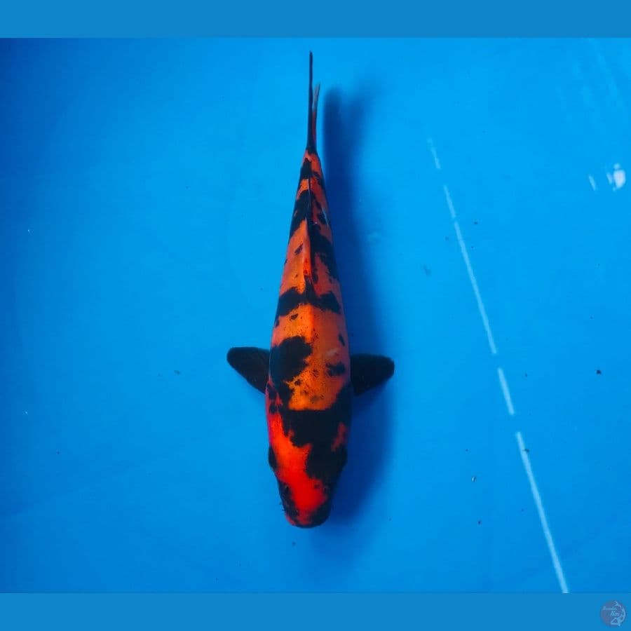 hi utsuri doitsu 17cm