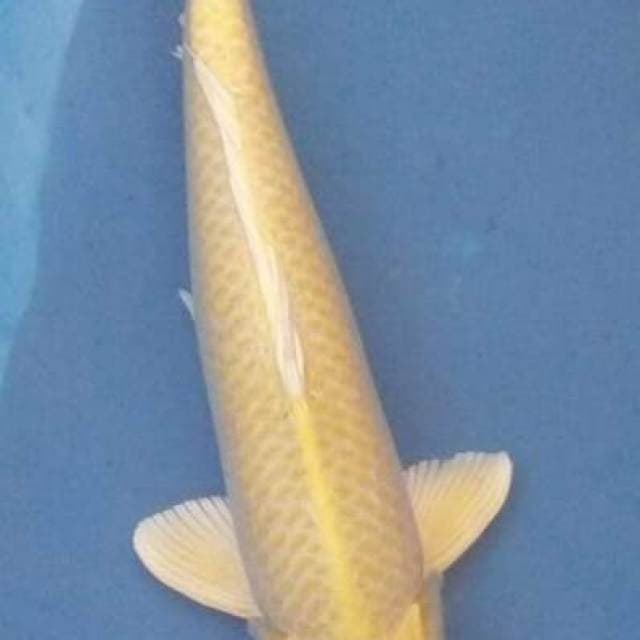 Yamabuki ogon 