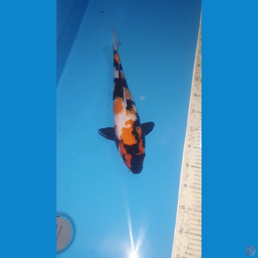 SHOWA 40 CM