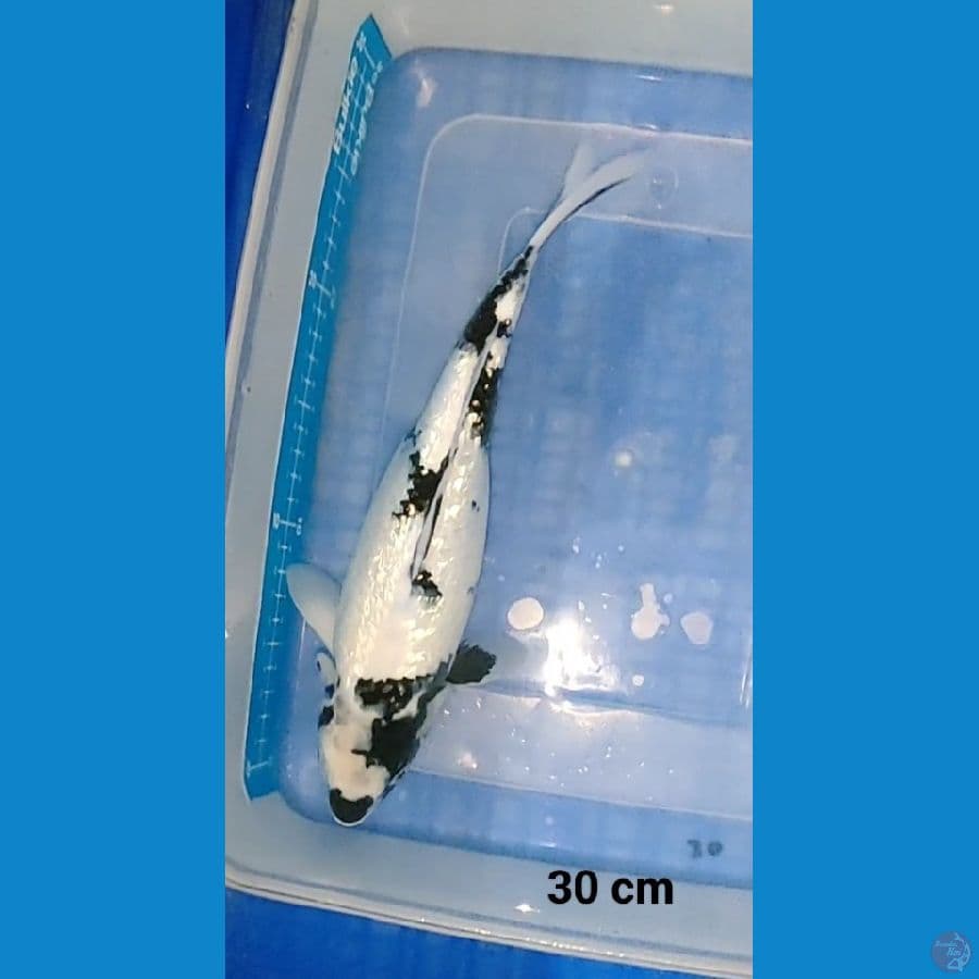 shiro ginrin 30 cm