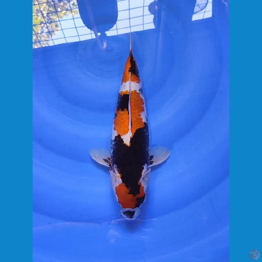 MARUTEN SHOWA 40CM BU