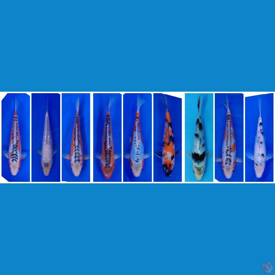 Koi Import Jepang (All Japan, Breeder Certified) Paket 27 Ekor