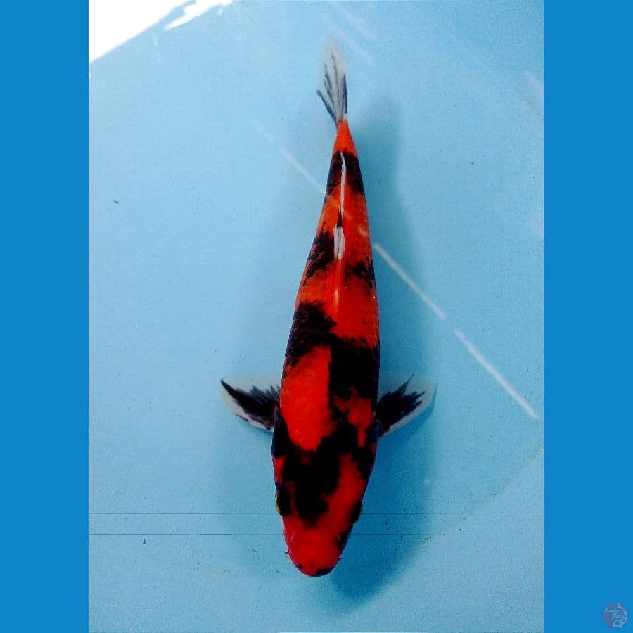 hi showa 26 cm