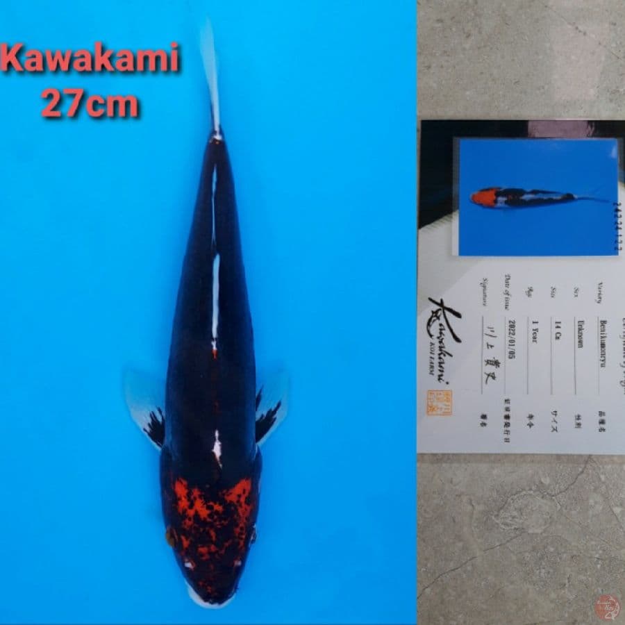 KAWAKAMI BENI KUMONRYU 27CM SERTI